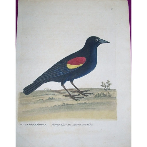 8140 - Eleazar Albin - Engraving of a Red Winged Starling  1731.

This is an original engraving from The Na... 