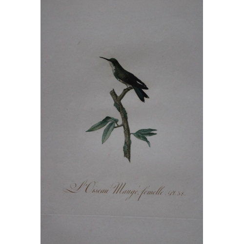 8141 - JB Audebert - Female Mauge Hummingbird 1802.

This rare engraving of L'Oiseau-mouche Mauge femelle (... 