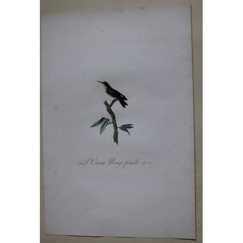 8141 - JB Audebert - Female Mauge Hummingbird 1802.

This rare engraving of L'Oiseau-mouche Mauge femelle (... 