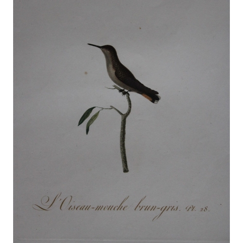 8142 - JB Audebert - Brown & Grey Hummingbird 1802.

This rare engraving of L'Oiseaux Mouche brun-gris (Bro... 