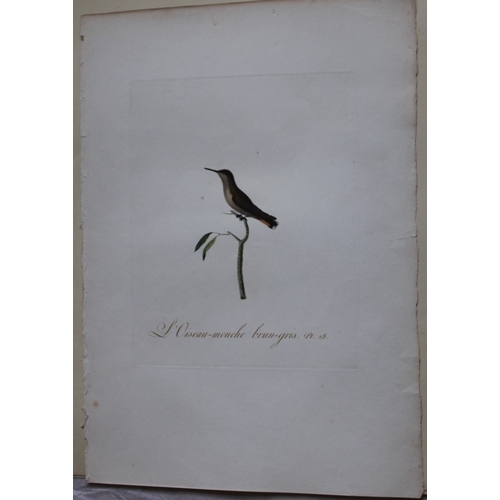 8142 - JB Audebert - Brown & Grey Hummingbird 1802.

This rare engraving of L'Oiseaux Mouche brun-gris (Bro... 