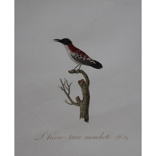 8143 - JB Audebert - Grey Creeper Hummingbird 1802.

This rare engraving of L'heoro-taire mouchete (Grey Cr... 