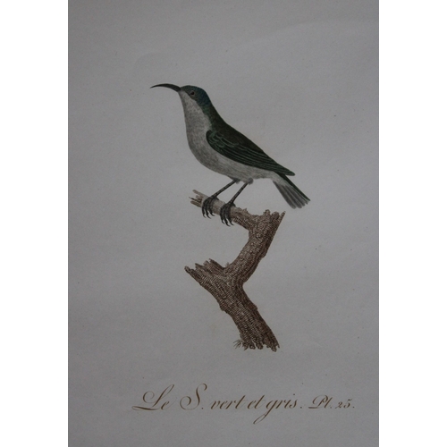 8144 - JB Audebert - Green and Grey Sunbird 1802.

This rare engraving of Le Souimanga vert et gris (Green ... 