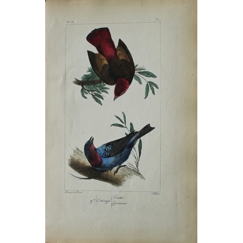 8147 - Charles Lemaire - The Cotinga from Exotic Birds 1836.

This beautiful print is from the first editio... 