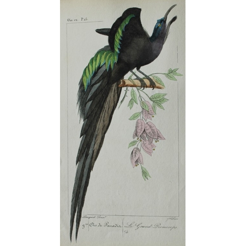 8148 - Charles Lemaire - Bird of Paradise from Exotic Birds 1836.

This beautiful print is from the first e... 