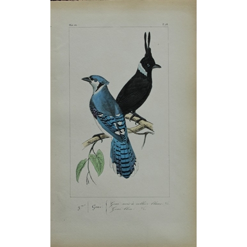 8149 - Charles Lemaire - Blue & Black Jays from Exotic Birds 1836.

This beautiful print is from the first ... 