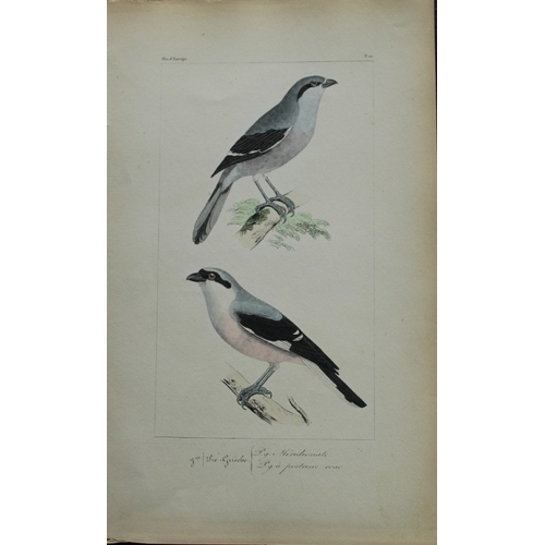 8152 - Charles Lemaire - Shrikes from Birds of Europe 1864.

This beautiful print is from Histoire Naturell... 