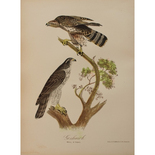 8162 - Edward Samuels - 4 prints of American birds 1868.

These prints are from Ornithology and Oology of N... 