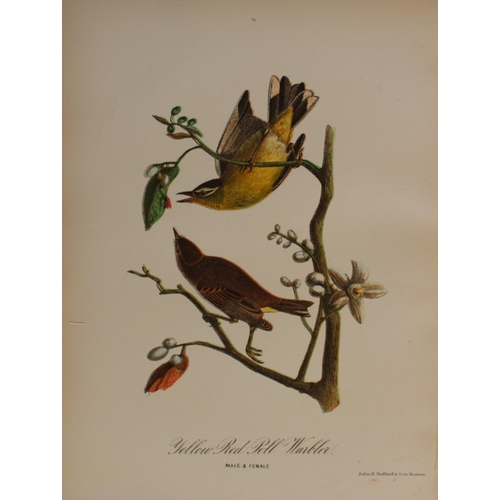 8164 - Edward Samuels - 4 prints of American birds 1868.

These prints are from Ornithology and Oology of N... 