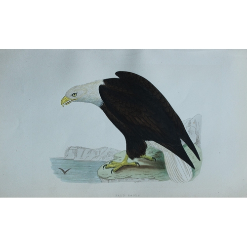 8171 - Charles Bree - 3 prints of Eagles from Birds of Europe 1866.

These hand-coloured wood engravings ar... 