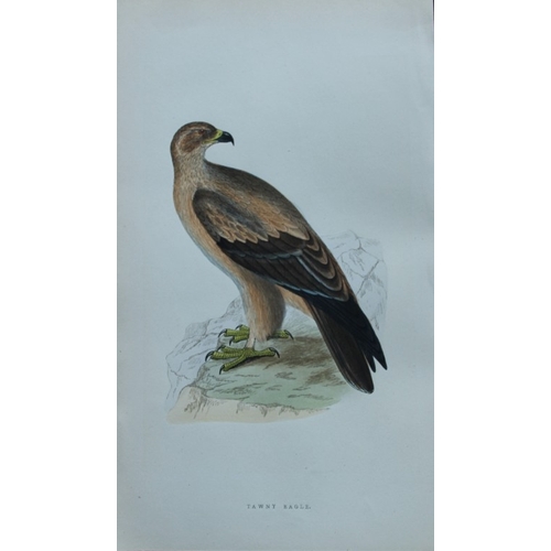 8171 - Charles Bree - 3 prints of Eagles from Birds of Europe 1866.

These hand-coloured wood engravings ar... 