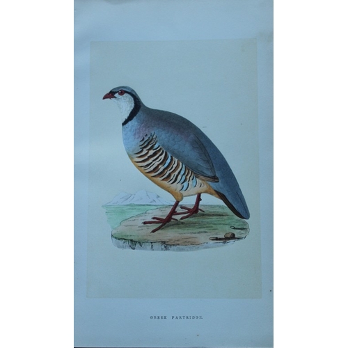 8172 - Charles Bree - 5 prints of Game birds from Birds of Europe 1866.

These hand-coloured wood engraving... 