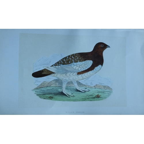 8172 - Charles Bree - 5 prints of Game birds from Birds of Europe 1866.

These hand-coloured wood engraving... 