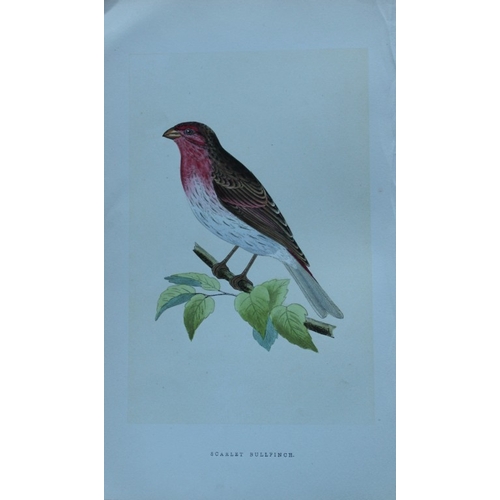 8173 - Charles Bree - 6 prints of Finches from Birds of Europe 1866.

These hand-coloured wood engravings a... 