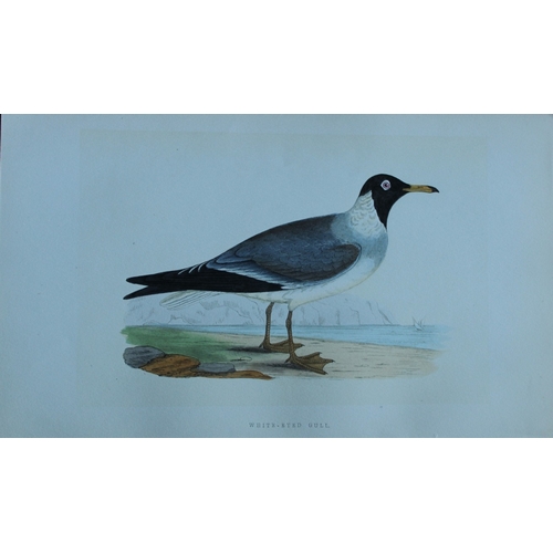 8174 - Charles Bree - 5 prints of Gulls from Birds of Europe 1866.

These hand-coloured wood engravings are... 