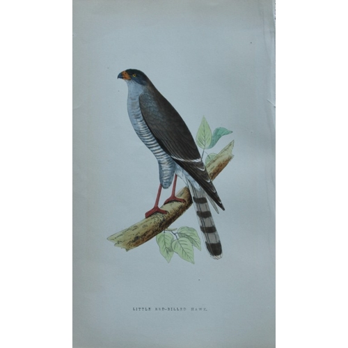 8176 - Charles Bree - 4 prints of Hawks from Birds of Europe 1866.

These hand-coloured wood engravings are... 