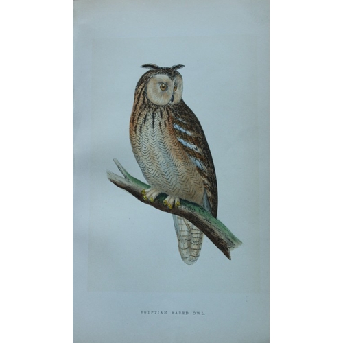 8177 - Charles Bree - 3 prints of Owls from Birds of Europe 1866.

These hand-coloured wood engravings are ... 