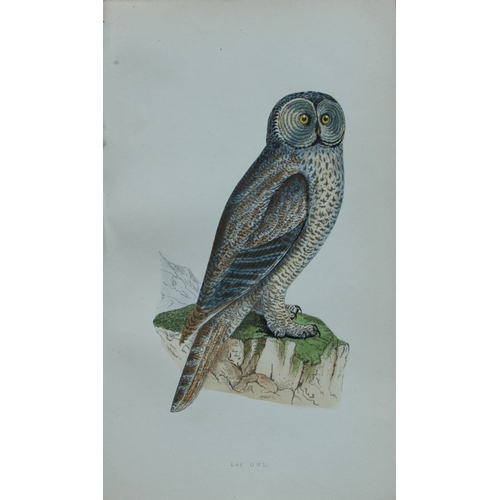 8177 - Charles Bree - 3 prints of Owls from Birds of Europe 1866.

These hand-coloured wood engravings are ... 