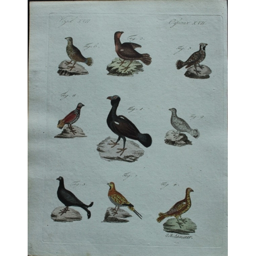 8179 - FJ Bertuch & Jakob X Schmuzer - 3 engravings of game birds 1792.

These original hand-coloured engra... 