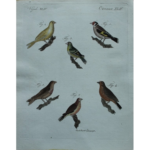 8181 - FJ Bertuch & Jakob X Schmuzer - 3 engravings of song birds 1792.

These original hand-coloured engra... 