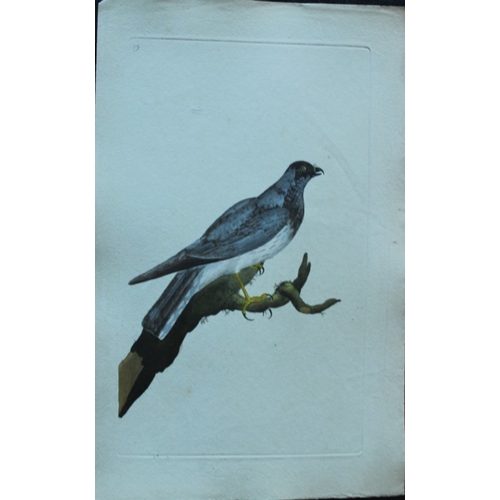 8183 - Edward Donovan - 4 engravings of birds of prey  1794.

These hand coloured engravings are from Edwar... 