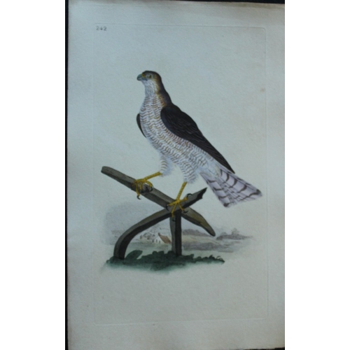 8183 - Edward Donovan - 4 engravings of birds of prey  1794.

These hand coloured engravings are from Edwar... 