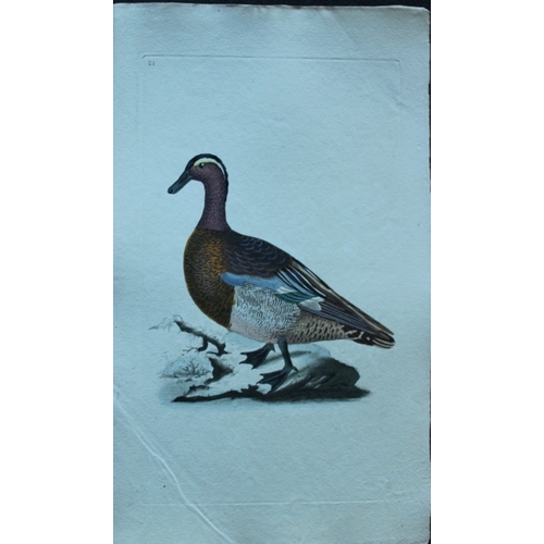 8184 - Edward Donovan - 4 engravings of ducks 1794.

These hand coloured engravings are from Edward Donovan... 