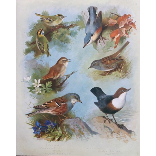 8189 - Archibald Thorburn - 3 prints of Titmice, Redstarts etc 1915.

These 3 chromolithographs are from Br... 