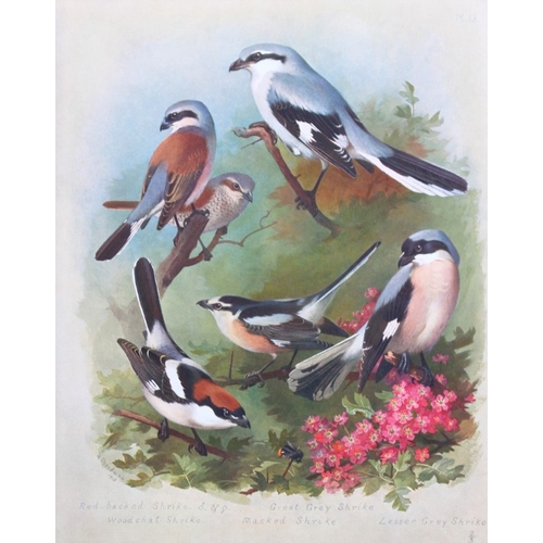 8191 - Archibald Thorburn - 3 prints of Shrikes, Flycatchers etc 1915.

These 3 chromolithographs are from ... 