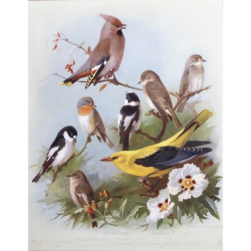 8191 - Archibald Thorburn - 3 prints of Shrikes, Flycatchers etc 1915.

These 3 chromolithographs are from ... 