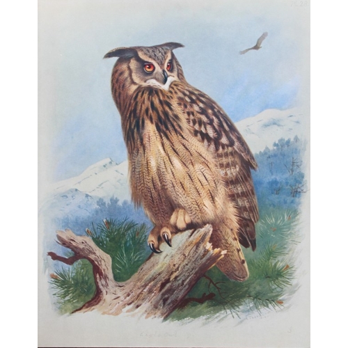 8195 - Archibald Thorburn - 3 prints of Owls 1915.

These 3 chromolithographs are from British Birds by Arc... 