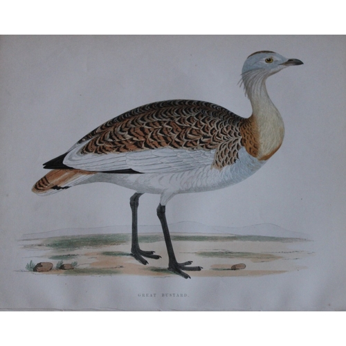 8202 - Beverley Morris - 2 prints of Great and Little Bustards 1855.

These beautiful hand coloured lithogr... 