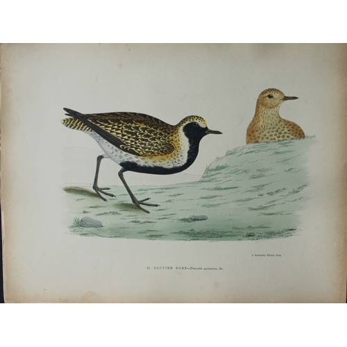 8208 - Beverley Morris - 2 prints of  Golden and Great Plovers 1876.

These beautiful hand coloured lithogr... 