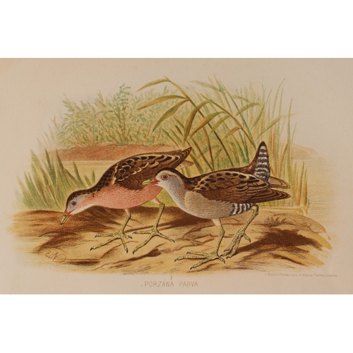 8210 - E Neale - 2 prints of Pintail Snipe and Little Crake 1879.

These two chromolithographs are from The... 