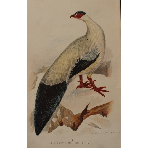 8211 - E Neale - 2 prints of Burmese Peacock and Tibetan Pheasant 1879.

These two chromolithographs are fr... 