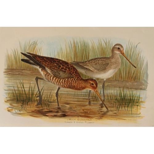 8212 - E Neale - 2 prints of Bar-tailed Godwit and Black-tailed Godwit 1879.

These two chromolithographs a... 