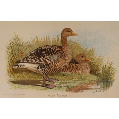 8213 - W Foster - 2 prints of Dwarf Goose and Grey Lag Goose 1879.

These two chromolithographs are from Th... 