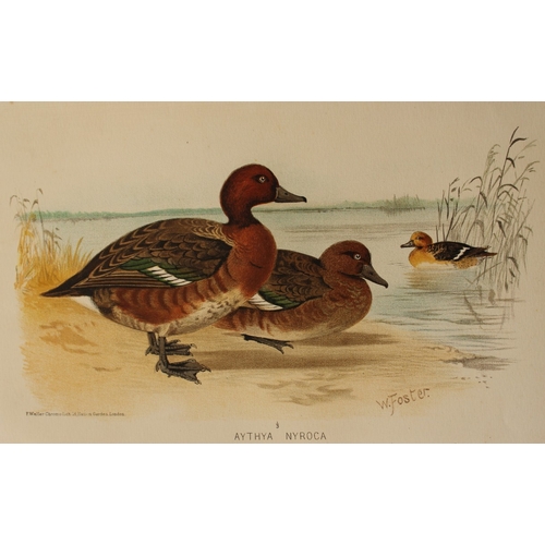 8214 - W Foster - 2 prints of Ruddy Sheldrake and Ferruginous Duck 1879.

These two chromolithographs are f... 