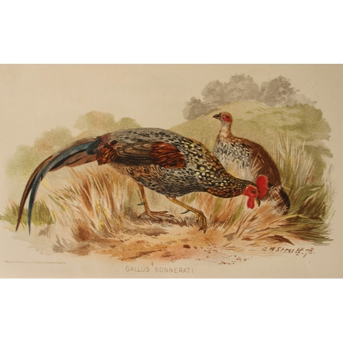 8216 - AW Strutt - 2 prints of Grey Jungle-fowl and Painted Bush Quail 1879.

These two chromolithographs a... 