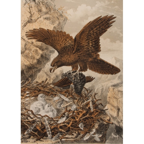 8217 - JG Keulemans - 3 chromolithographs from Bird Life by Brehm 1874.

These chromolithographs are from B... 