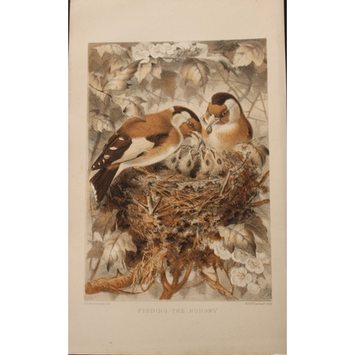 8219 - JG Keulemans - 4 chromolithographs from Bird Life by Brehm 1874.

These chromolithographs are from B... 