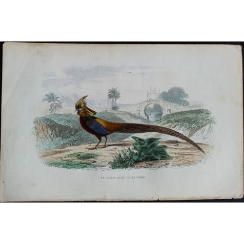 8222 - Edouard Travies  - 3 bird prints from Dict. Univ. 1849.

These prints are from the first edition of ... 