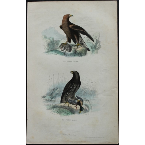 8223 - Edouard Travies  - 3 bird prints from Dict. Univ. 1849.

These prints are from the first edition of ... 