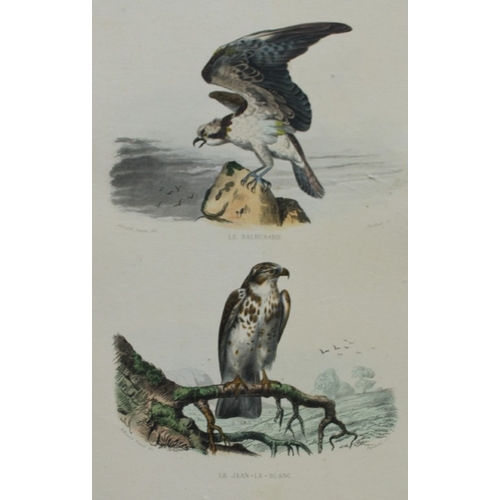 8224 - Edouard Travies - 3 prints of Birds of Prey 1839.

These original hand-coloured steel engravings are... 