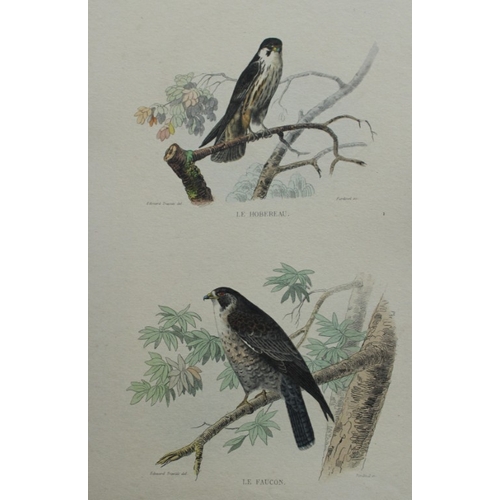 8224 - Edouard Travies - 3 prints of Birds of Prey 1839.

These original hand-coloured steel engravings are... 