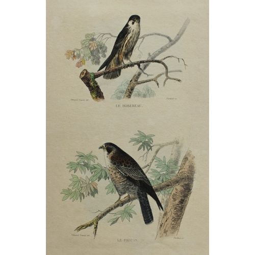 8225 - Edouard Travies - 3 prints of Birds of Prey 1839.

These original hand-coloured steel engravings are... 