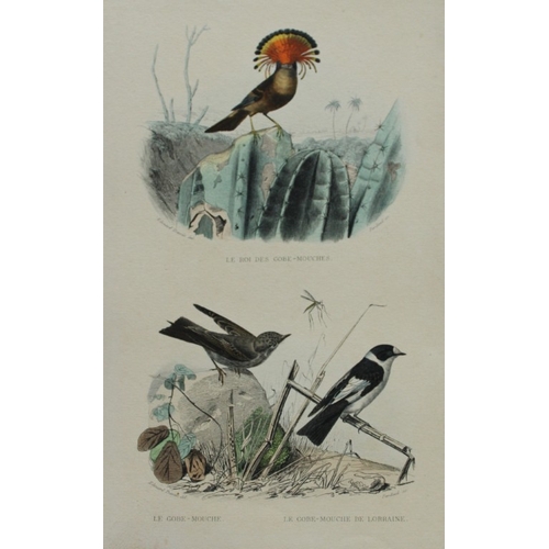 8227 - Edouard Travies - 3 prints of Exotic Birds 1839.

These original hand-coloured steel engravings are ... 