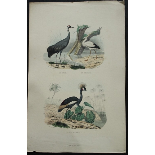 8228 - Edouard Travies - 3 prints of Exotic Birds 1839.

These original hand-coloured steel engravings are ... 