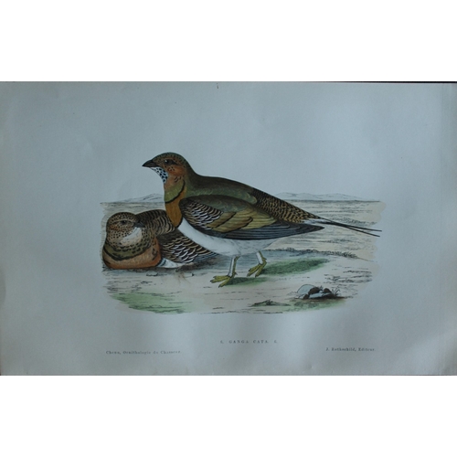 8231 - JC Chenu - 2 prints: Cat-tailed Sandgrouse and Red-legged Partridge 1870.

These hand-coloured litho... 