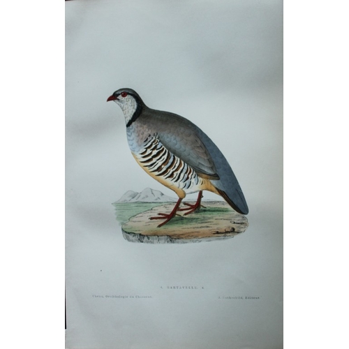 8232 - JC Chenu - 2 prints: Barbary Partridge and Rock Partridge 1870.

These hand-coloured lithographs are... 